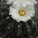 notocactus  calvescens     gf 141.                               