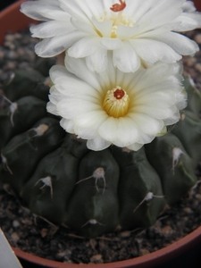 notocactus  calvescens     gf 141.                               