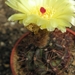 notocactus  campestrensis  hu 23