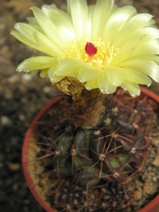 notocactus  campestrensis  hu 23