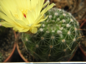 notocactus  densispina  pr 519