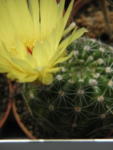 notocactus  densispina  pr 519.                                  