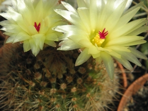 notocactus  ferugneus   fa intermedius     mm 169