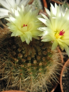 notocactus  ferugneus   fa intermedius     mm 169.               