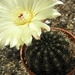 notocactus  fuscus   gf 469