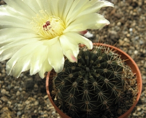 notocactus  fuscus   gf 469