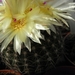 notocactus  fuscus  ah 223