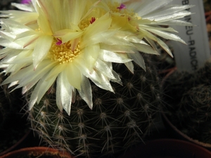 notocactus  fuscus  ah 223