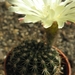 notocactus  fuscus  gf 469                                       