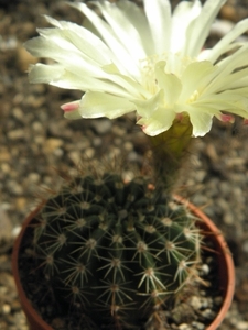 notocactus  fuscus  gf 469                                       