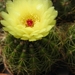 notocactus  glaucinnus .v. gracilis   hu 62