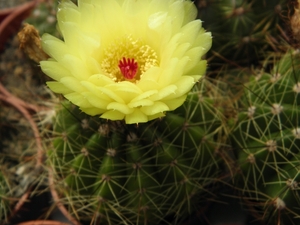 notocactus  glaucinnus .v. gracilis   hu 62