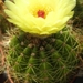 notocactus  glaucinnus .v. gracilis   hu 62.                     