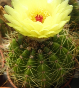 notocactus  glaucinnus .v. gracilis   hu 62.                     