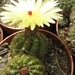 notocactus  globularis  fr 1388