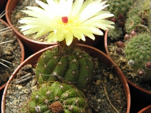 notocactus  globularis  fr 1388