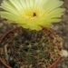 notocactus  harmonianus  gf 278.                                 