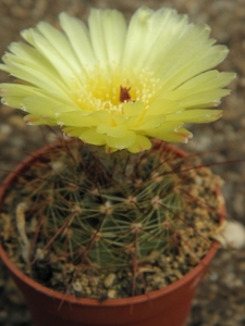 notocactus  harmonianus  gf 278.                                 