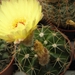 notocactus  incomptus  hu 96