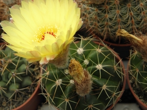 notocactus  incomptus  hu 96