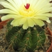 notocactus  leativrense  hu 58