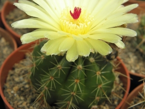 notocactus  leativrense  hu 58