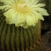 notocactus  leninghouseri  ( shors spines )                      