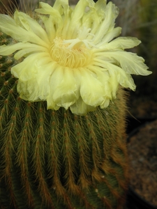 notocactus  leninghouseri  ( shors spines )                      