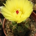 notocactus  muller - moelerii   r 8