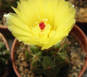 notocactus  muller - moelerii   r 8