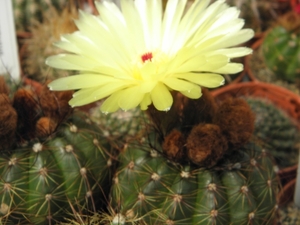 notocactus  ottonis   mm 468  ') isla parvilla ')