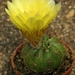 notocactus  securituberculatusis  wg 290