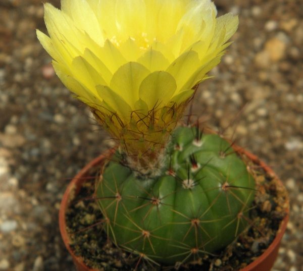 notocactus  securituberculatusis  wg 290