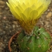 notocactus  securituberculatusis  wg 290.                        