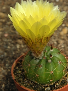 notocactus  securituberculatusis  wg 290.                        