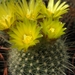 notocactus  tabularis  sp fs hell