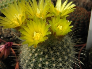 notocactus  tabularis  sp fs hell