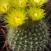 notocactus  tabularis  sp fs hell                                