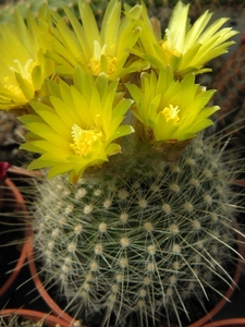 notocactus  tabularis  sp fs hell                                