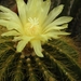 notocactus  warasi