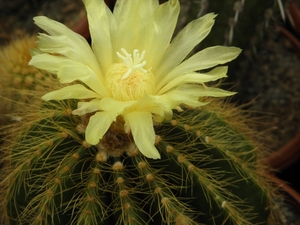 notocactus  warasi