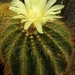 notocactus  warasi                        1