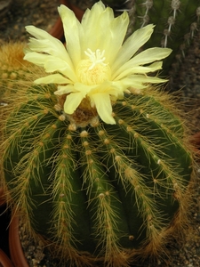 notocactus  warasi                        1