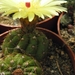 notocactus globularis  fr 1388                                   