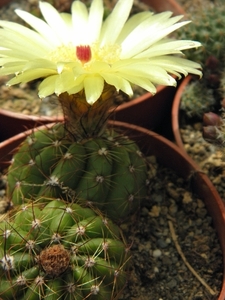 notocactus globularis  fr 1388                                   