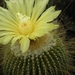 notocactus leninghouseri   ( short spines )