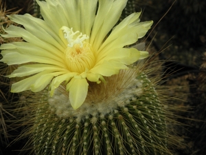 notocactus leninghouseri   ( short spines )