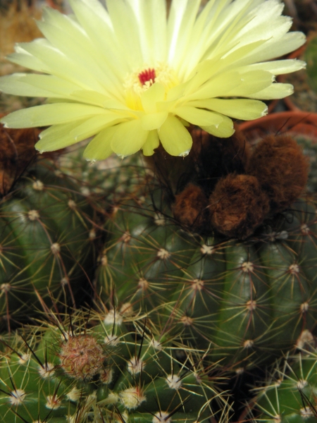 notocactus ottonis   mm468  ) isla pervilla )                    