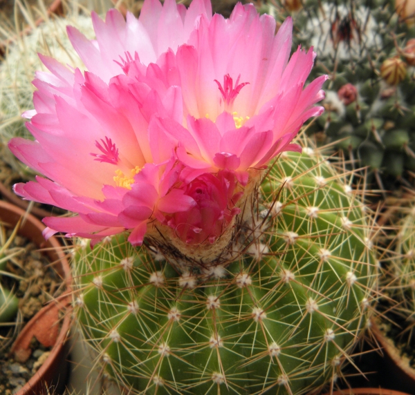 notocactua  katherina   dark