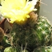 notocactus   linkii  gf 859